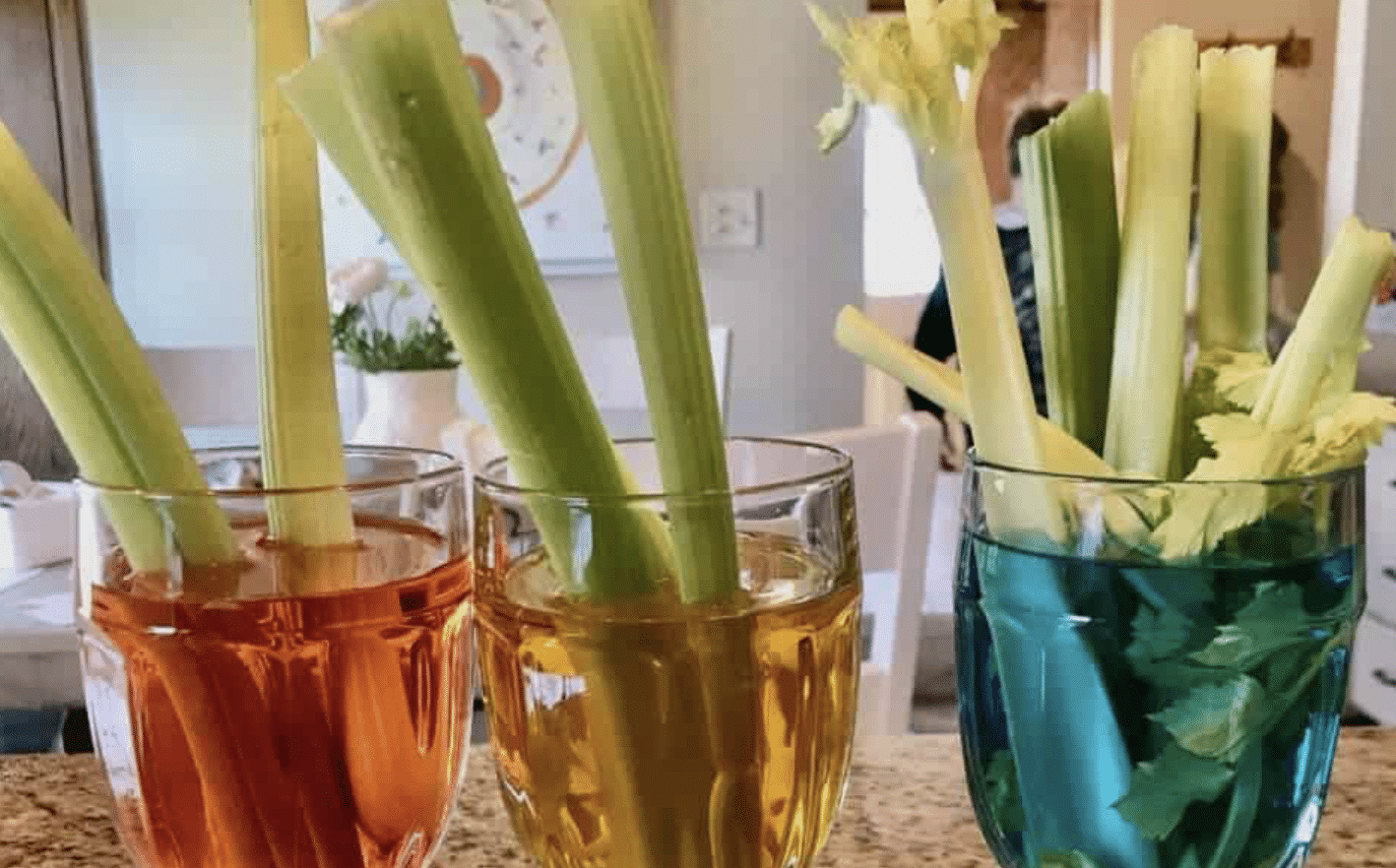 Celery stalks in glasses of colored water demonstrating capillary action in a fun biology experiment for kids